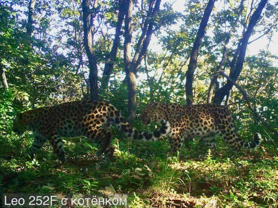 В Приморском крае появилось новое поколение леопардов