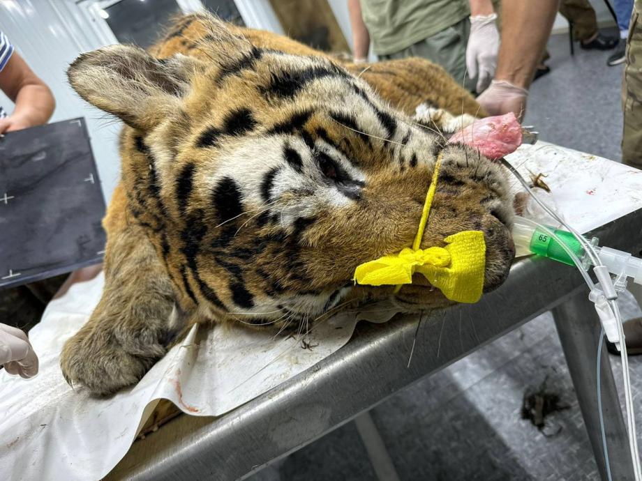 Отловленный в Приморье тигр находится в очень тяжелом состоянии