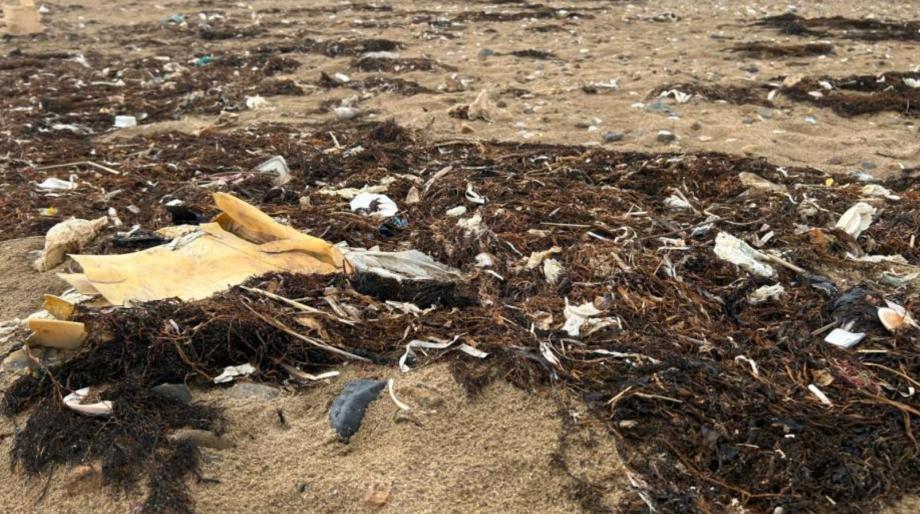 Их убили водоросли: эксперты назвали причину заполнения Шаморы мертвыми морскими жителями