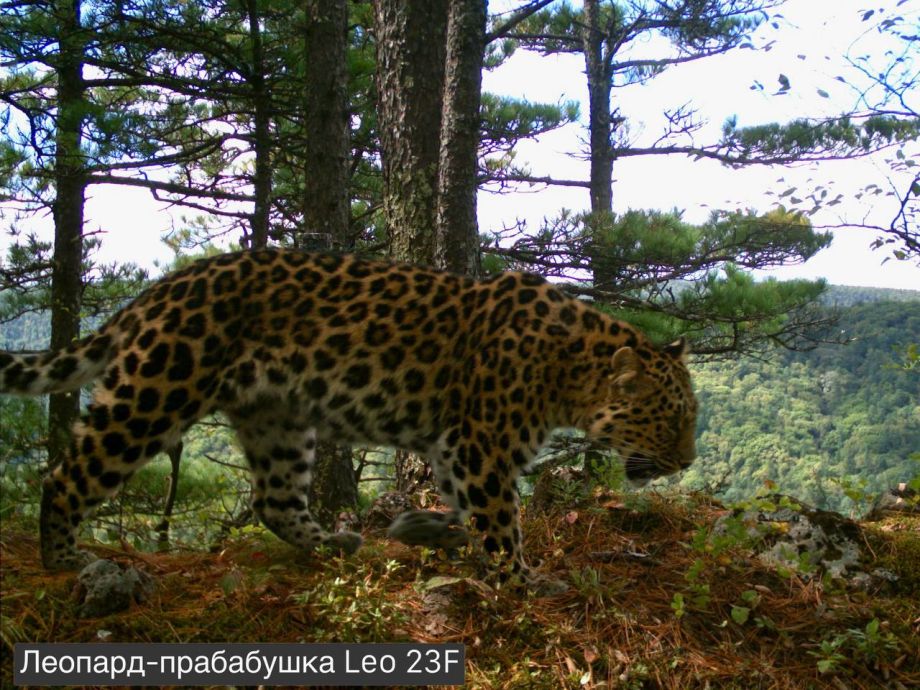 Редкая кошка из Приморья впервые стала прабабушкой
