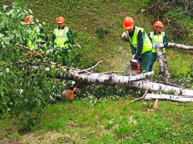 Во Владивостоке крупная приморская лесоперерабатывающая компания помогает в уборке аварийных деревьев