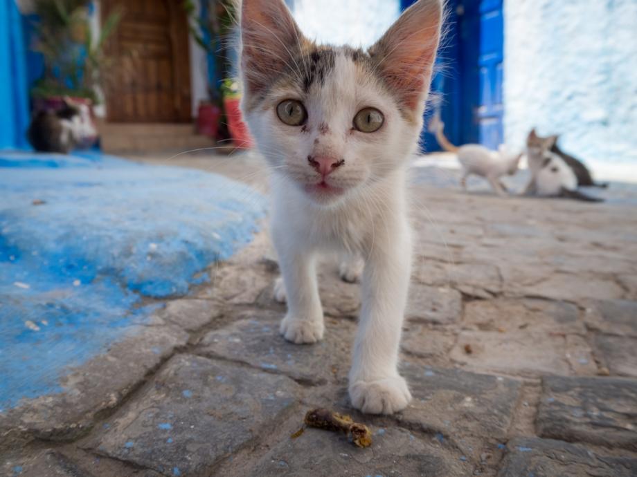 Тысячи кошек погибли на острове Крит от опасной болезни