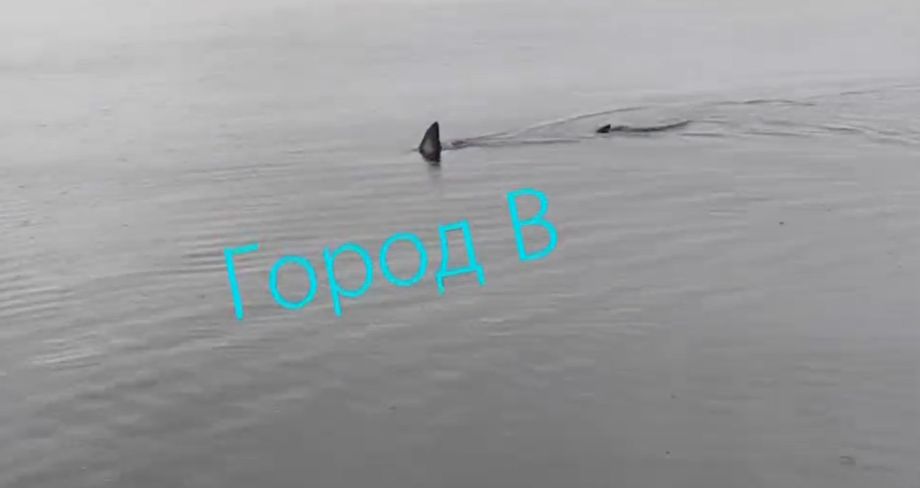 Огромную акулу Мако заметили возле Большого Камня и сняли на видео