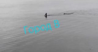 Огромную акулу Мако заметили возле Большого Камня и сняли на видео