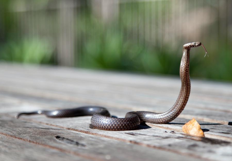 Фото: pexels.com | Эксперт рассказала, чего нельзя делать после укуса змеи