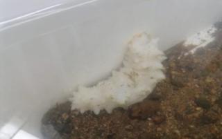 Уникальное морское животное выловили на Русском острове