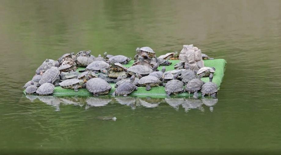 Во Владивостоке запретят купание в озере с черепахами