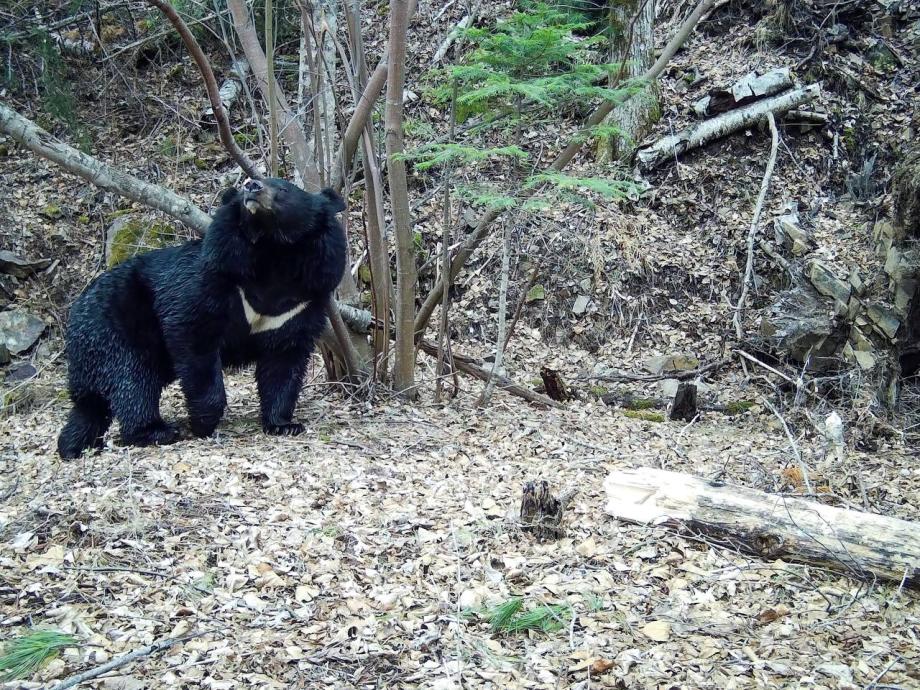 Агрессивного медведя застрелили в Приморском крае