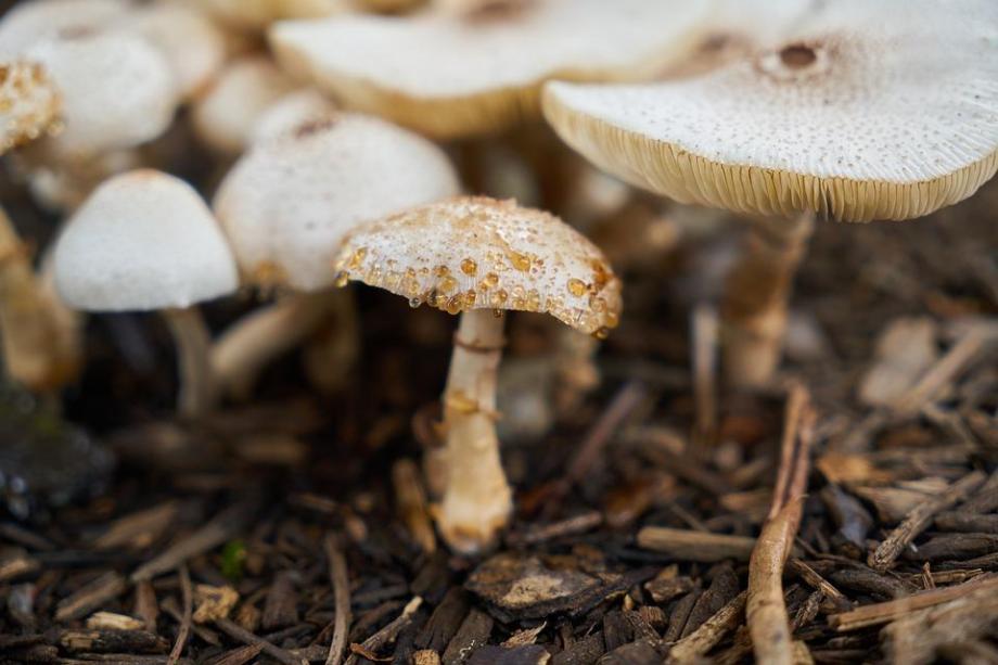 Лекарство от рака под ногами: российские ученые обнаружили необычное свойство грибов