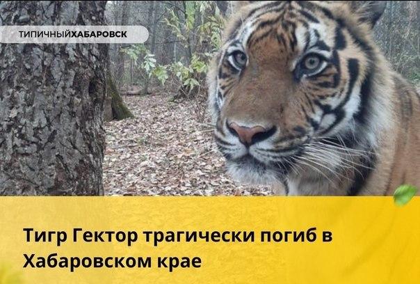 «Упало дерево». В Хабаровске трагически погиб тигр