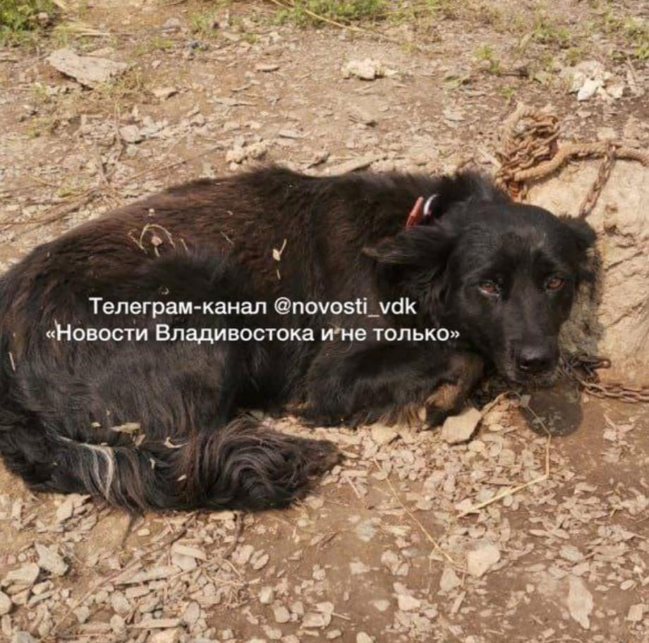 В Приморском крае собаку используют как приманку для тигра