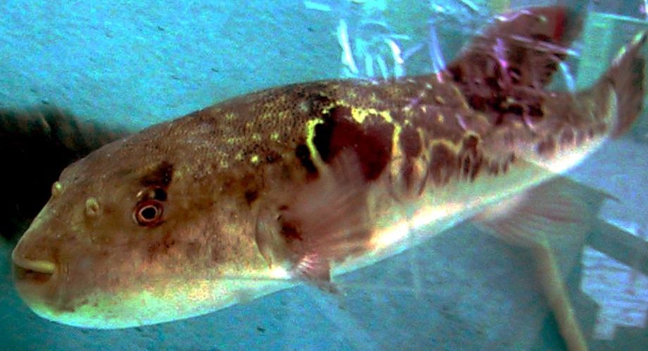 В акватории Владивостока обнаружили смертельно опасную для человека рыбу