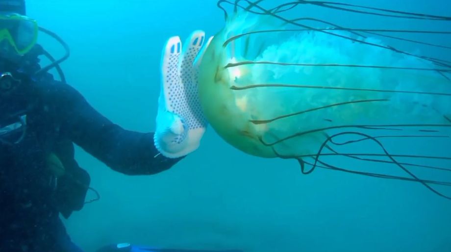 Опасная для человека медуза гигантского размера обнаружена в Приморье
