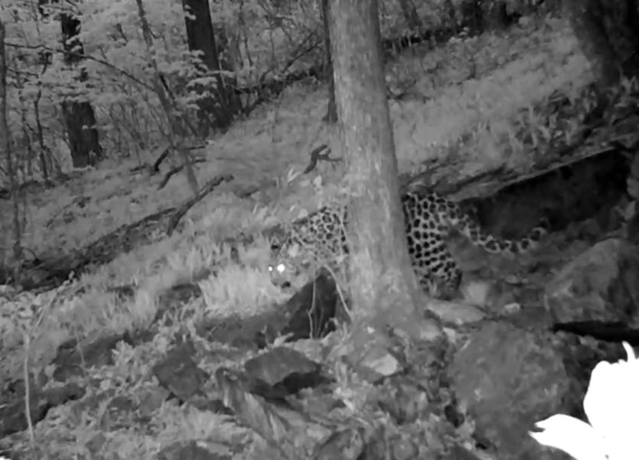 Уникальную песню дальневосточного леопарда зафиксировали камеры в Приморье