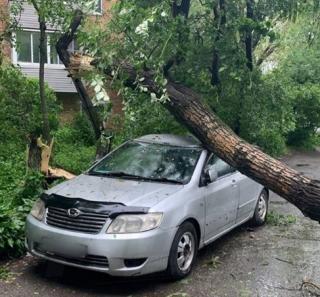 Фото: скриншот dps_vl | Что делать, если на ваш автомобиль упало дерево?