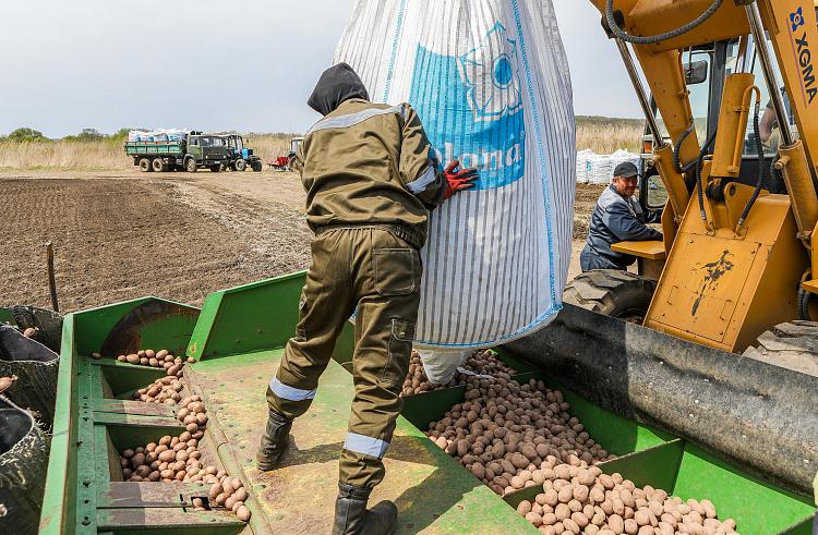 Фото: primorsky.ru | В Приморье сельхозкооперативы смогут увеличить урожаи картофеля