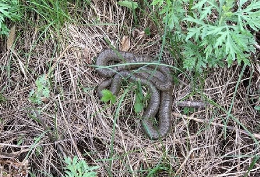 Укушенный змеёй на острове Рейнеке мужчина умер в больнице