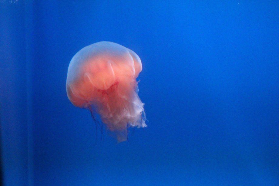 Эколог рассказал, как обезопасить себя от укусов медуз-крестовиков