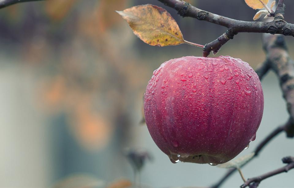 Фото: pixabay.com | В яблоке обнаружено шокирующее количество бактерий