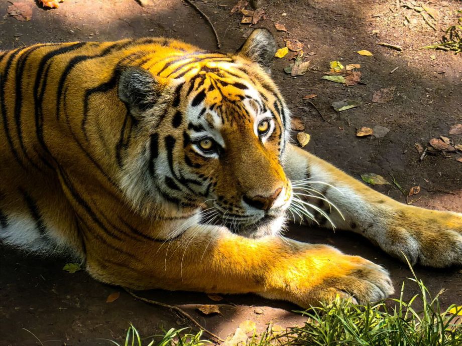 В Приморье прооперировали тяжелораненого амурского тигра