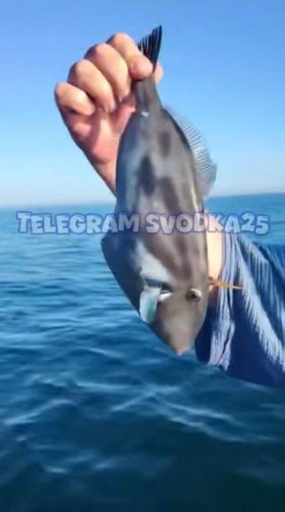 Рыба-триггер, которая обитает только в тропиках, поймана в Приморье