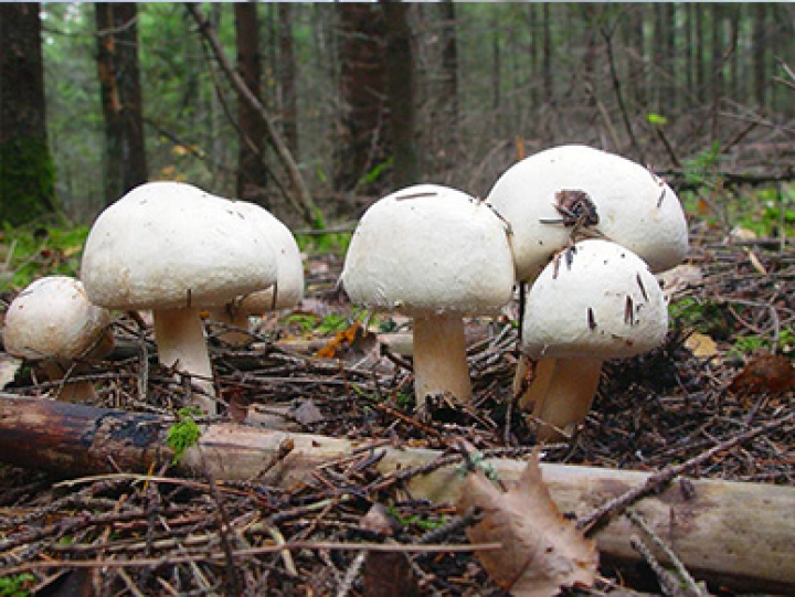  | Бизнес на грибах: как в Приморье пытается расти экзотическая индустрия