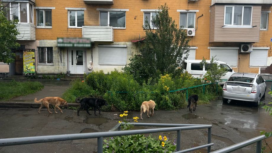 Стая бродячих собак появилась в одном из районов Владивостока