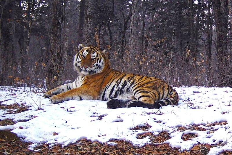 Фото: пресс-служба ФГБУ «Земля леопарда» | В приморском нацпарке зафиксировали огромного тигра