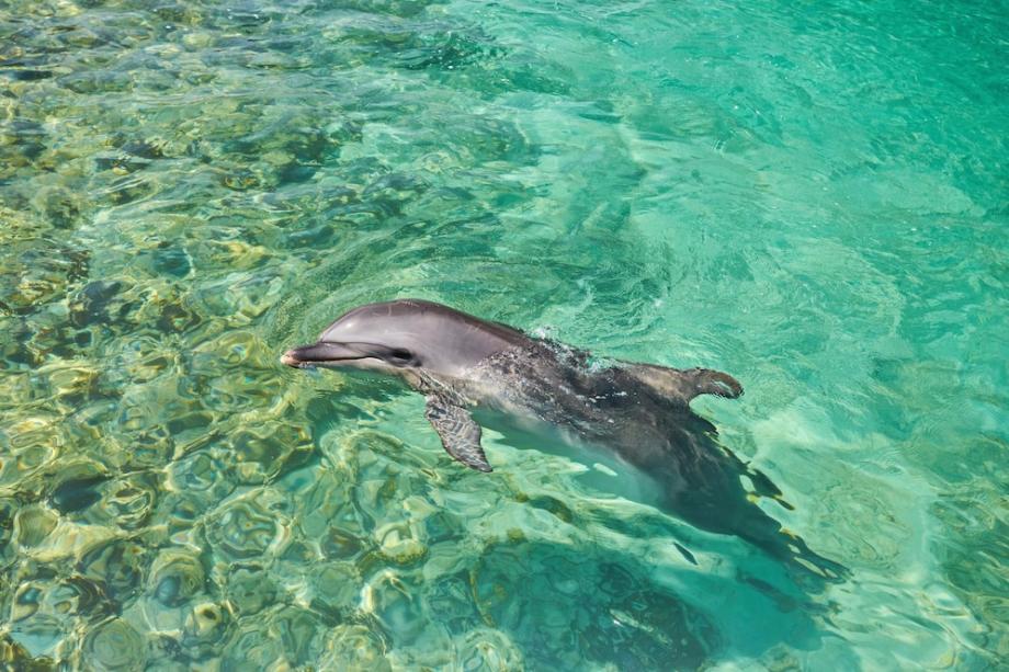 Фото: freepik | В Японии дельфины нападают на людей на пляже