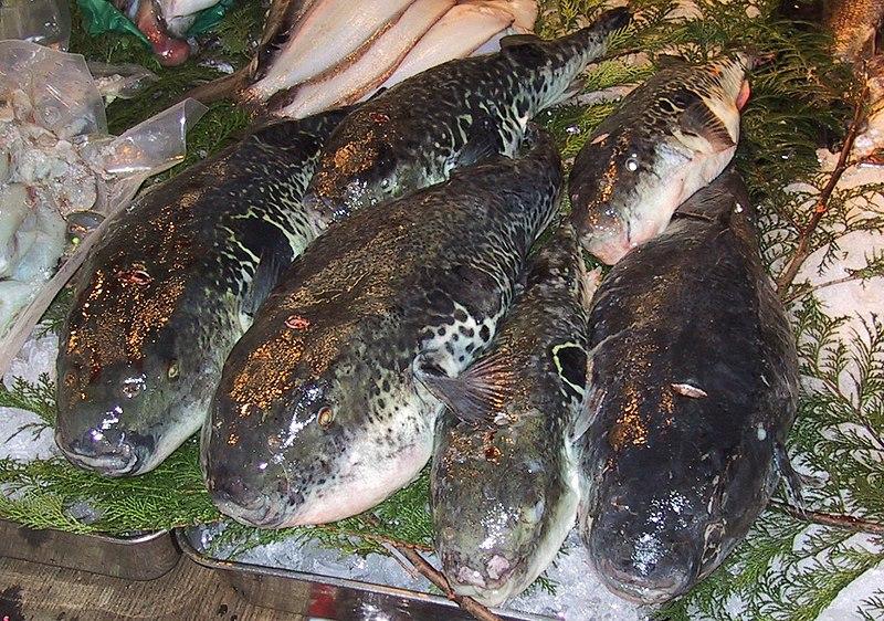 Фото: wikipedia.org | Смертельно опасную рыбу поймали на севере Приморья