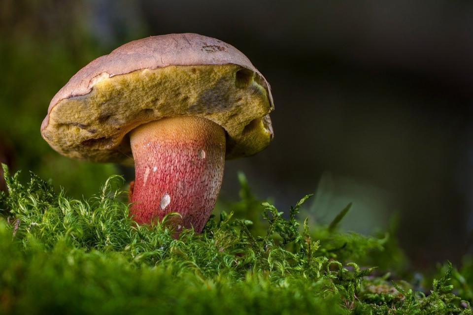 Фото: pixabay.com | Как выбирать грибы?