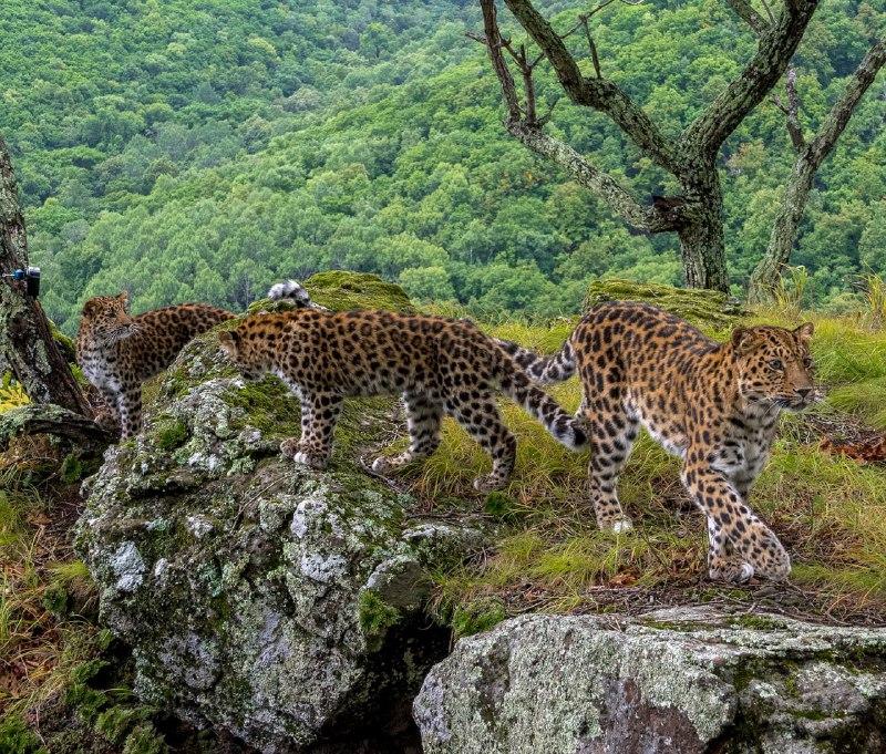 Фото: нацпарк «Земля леопарда» | В Приморье семья леопардов попала в объектив всемирно известного фотографа