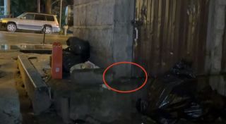 Полчища огромных крыс терроризируют центр Владивостока
