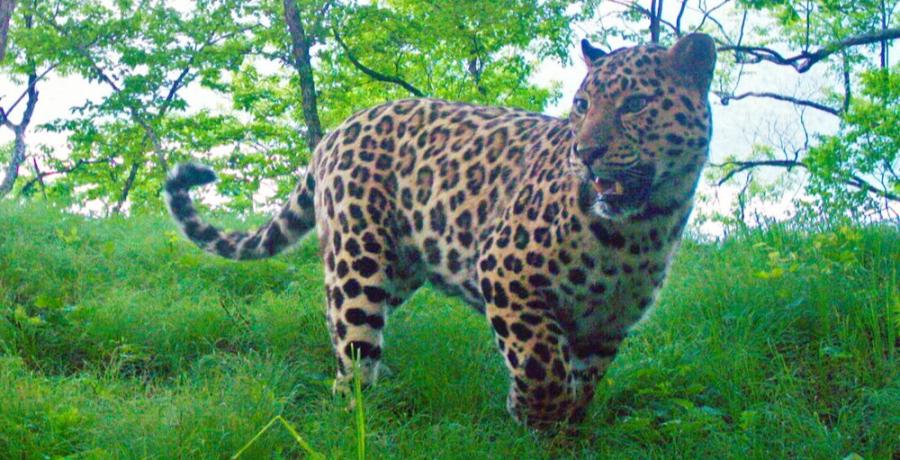 Фото: leopard-land.ru | В Приморье пересчитали дальневосточных леопардов