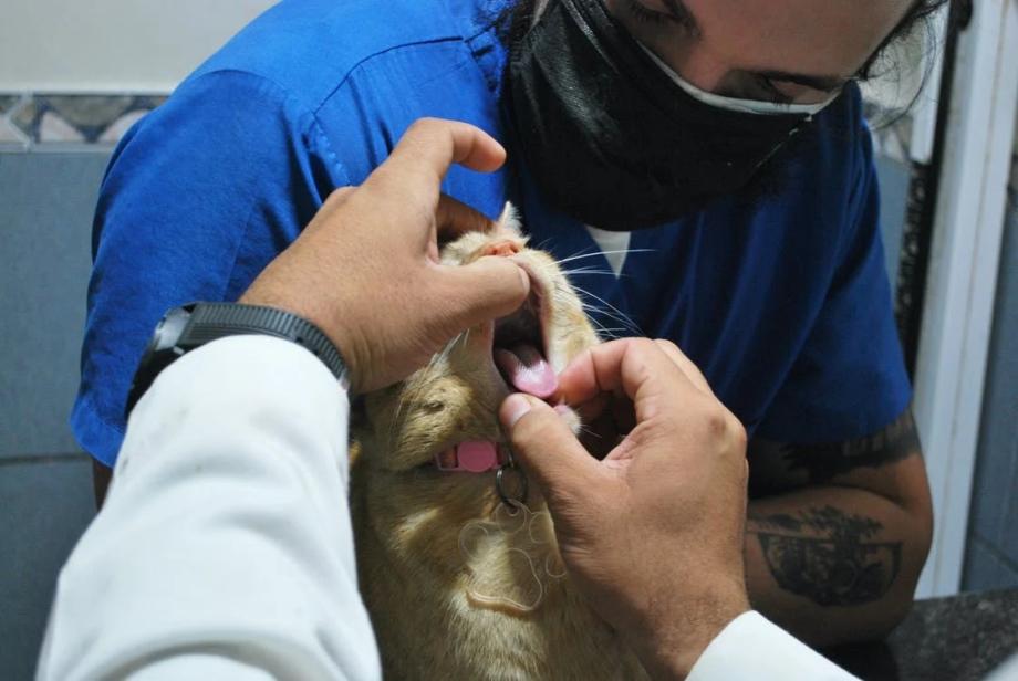 Фото: pexels.com | «Наколи мне купола»: ветеринары предлагают делать татуировки домашним животным