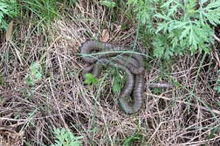 Три дня в коме: ядовитая змея укусила подростка в Находке