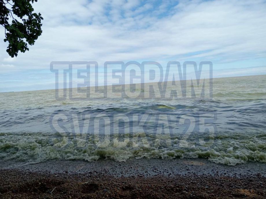 Мертвая рыба и вонь: приморский эксперт предположила, почему озеро Ханка стало зеленым