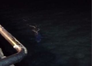 Большая акула приплыла ночью на рейд Находки
