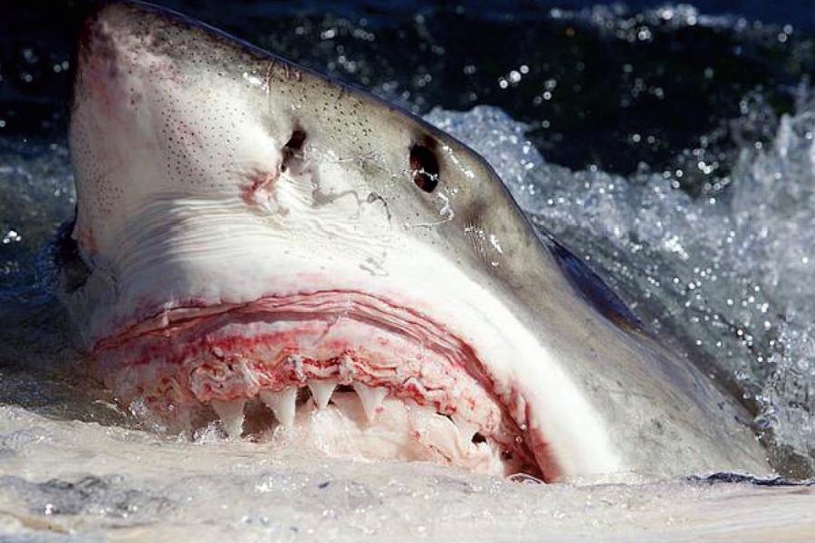 Фото: Wikipedia/Fallows C, Gallagher AJ, Hammerschlag N | Житель Приморья едва не стал жертвой акулы