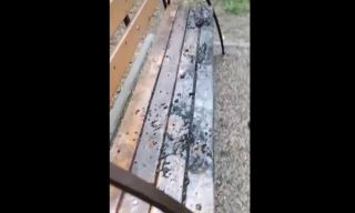 Подожгли скамейки: во Владивостоке серийные вандалы уродуют детскую площадку