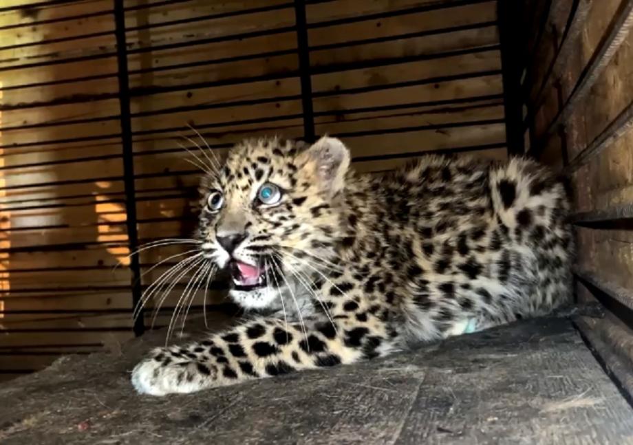 Фото: нацпарк «Земля леопарда» | Остался без мамы: в Приморье едва не погиб потерявшийся котенок дальневосточного леопарда
