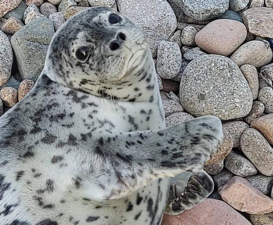 На Сахалине специалисты спасли 105 тюленей от пластикового мусора