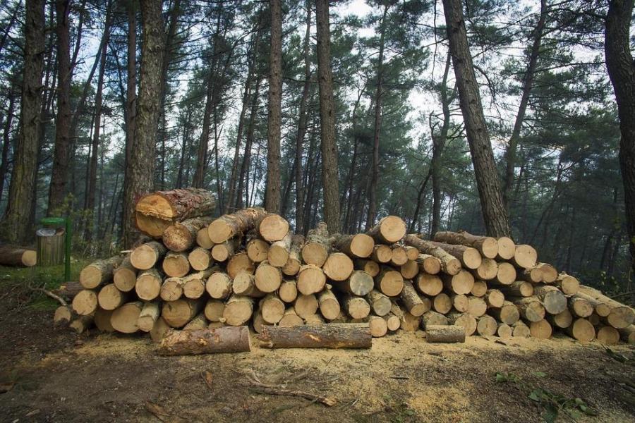 Фото: PRIMPRESS | «Все законно, мужики»: лесоруб заставил своих работников валить лес
