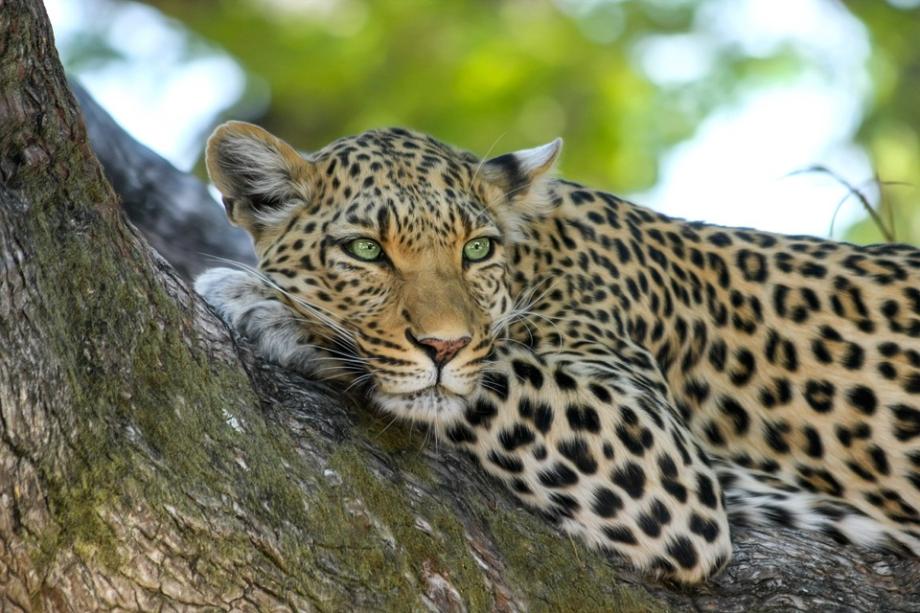 Фото: pixabay.com | Большая удача: уникальное видео с дальневосточным леопардом сняли в Приморье