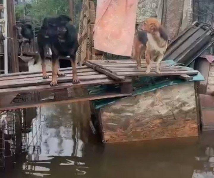 Фото: Telegram-канал nnvtg | «Все остались живы». Сотрудники затопленного в Приморье приюта для собак обратились к жителям