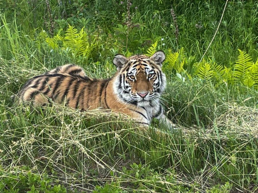Фото: Центр "Амурский тигр" | Почему тигры выходят на дороги Приморья? Отвечает эксперт