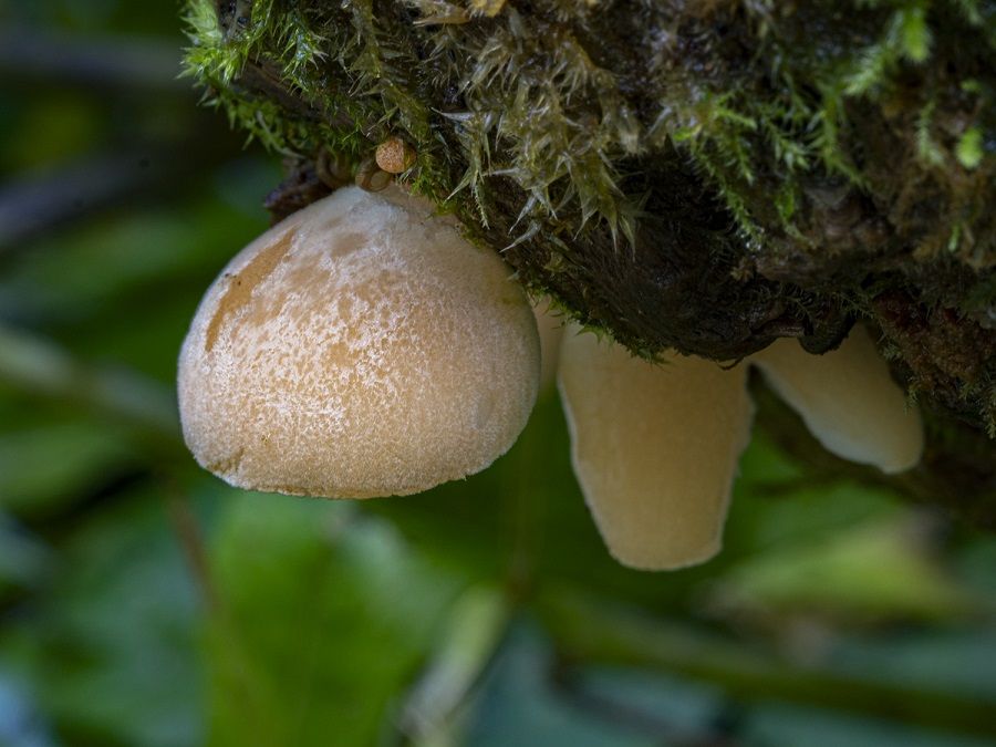 Редкий индийский гриб впервые обнаружен в Приморье