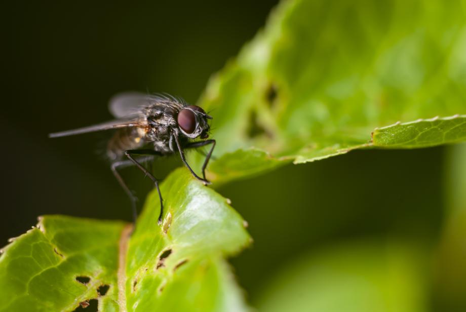 Фото: freepik.com | «Могут навредить здоровью». Россиян предупредили об опасности мух