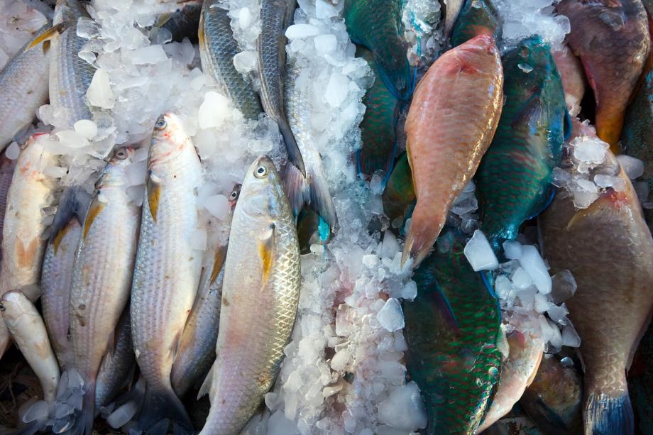 Фото: freepik | Уже скоро. Названа дата, когда в России рухнет цена на популярную рыбу