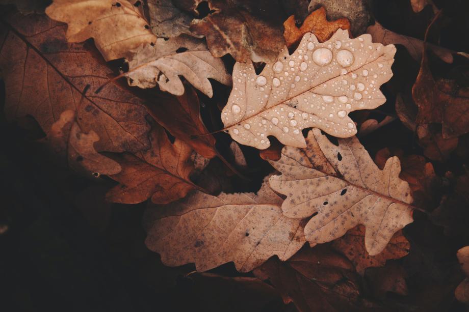 Фото: pixabay.com | «Весь сентябрь и даже октябрь». Главный синоптик дал неожиданный прогноз